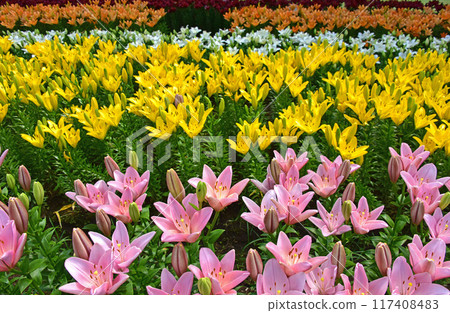 Lilies blooming in midsummer 117408483