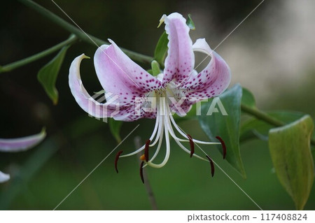 Lily flower lily flower 117408824