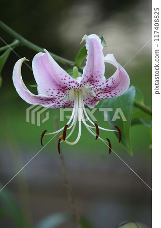 Lily flower lily flower 117408825