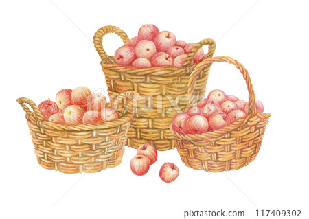 Isolated composition of baskets full of red apples with few scattered fruits in foreground. Hand drawn wicker panniers with crop. Watercolor vintage illustration from APPLE HARVEST collection Isolated composition of baskets full of red apples with few scattered fruits in foreground. Hand drawn wicker panniers with crop. Watercolor vintage illustration from APPLE HARVEST collection 117409302