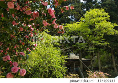 Kongo-san Tenporin-ji Temple [Chihayaakasaka Village, Minamikawachi District, Osaka Prefecture; Gose City, Nara Prefecture] 117409431