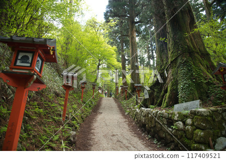 Kongo-san Katsuragi Shrine Approach (Couple Cedars) [Chihayaakasaka Village, Minamikawachi District, Osaka Prefecture] 117409521