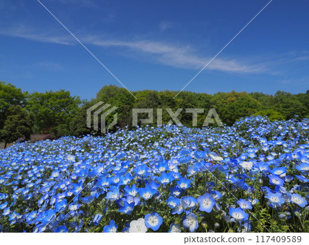 武藏岡森林公園花景春天 武藏岡森林公園花景春天 117409589