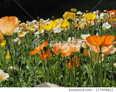 Musashigaoka Forest Park Flower Scenery Spring Musashigaoka Forest Park Flower Scenery Spring 117409622