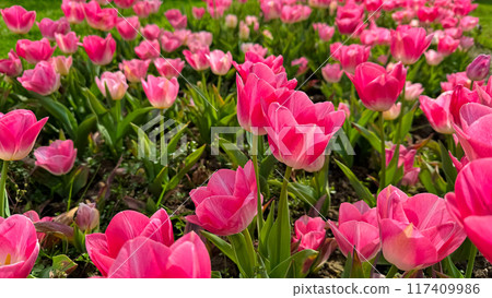 Vivid pink tulips blooming in spring garden, close up view with sunlit petals and fresh green leaves. Love and summer season concept. Vivid pink tulips blooming in spring garden, close up view with sunlit petals and fresh green leaves. Love and summer season concept. 117409986