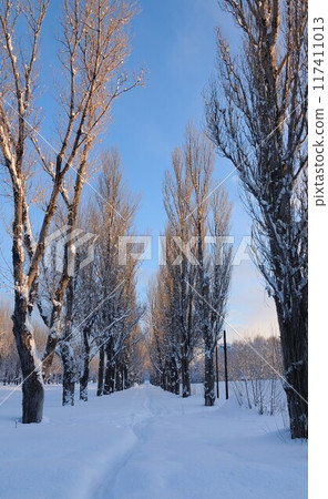冬日陽光明媚的日子裡，一排楊樹 117411013