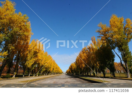 手稻前田森林公園的銀杏樹與秋葉 117411036