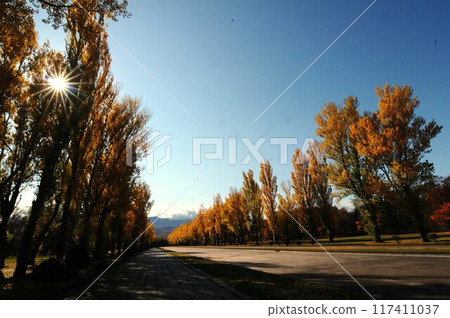 手稻前田森林公園秋天的一排楊樹 117411037