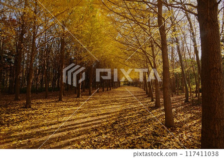 星館綠色公園秋季銀杏樹 117411038