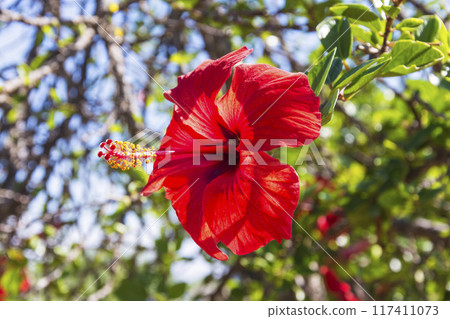 Red Hibiscus flower covered with raindrops Red Hibiscus flower covered with raindrops 117411073
