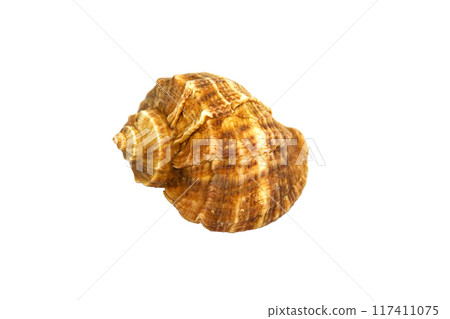 Sea Shell Isolated On White 117411075
