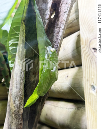 模仿樹葉的樹蛙 117411266