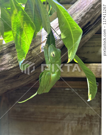 模仿樹葉的樹蛙 117411267