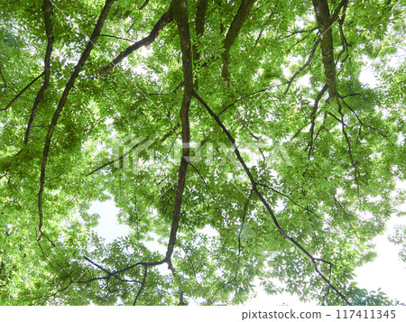 Green leaf landscape in the park forest in midsummer 117411345