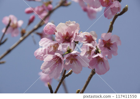 Cherry Blossoms Cherry Blossoms 117411550