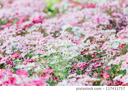 Cosmos Field Ichinomiya 138 Tower Park Cosmos Field Ichinomiya 138 Tower Park 117411757