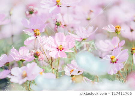 Cosmos Field Ichinomiya 138 Tower Park 117411766
