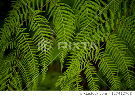 Fern leaves background image copy space 117412708