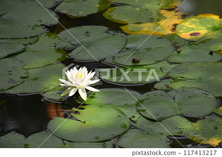 Yamadaike Park 117413217