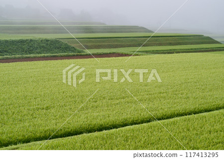 Background image: Rural landscape on a summer morning, rice terraces with ears of rice and morning mist Background image: Rural landscape on a summer morning, rice terraces with ears of rice and morning mist 117413295