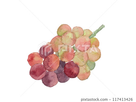 Illustration of grapes painted in watercolor 117413426