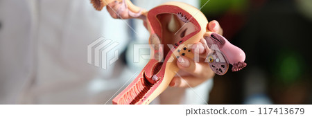 Woman gynecologist holding anatomical model of uterus and ovaries Woman gynecologist holding anatomical model of uterus and ovaries 117413679