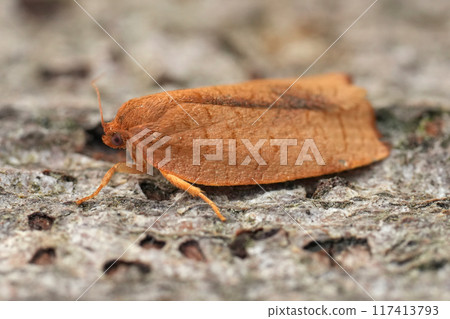 Closeup on a small brown European Carnation Tortrix moth, Cacoecimorpha pronubana sitting on wood Closeup on a small brown European Carnation Tortrix moth, Cacoecimorpha pronubana sitting on wood 117413793