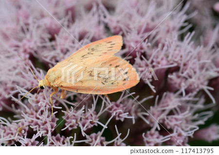 Colorful closeup on a European pink colored Rosy Footman moth, Miltochrista miniata on a Eupatorium cannabinum flower Colorful closeup on a European pink colored Rosy Footman moth, Miltochrista miniata on a Eupatorium cannabinum flower 117413795