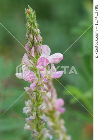 Vertical closeup on a pink flower of the Sainfoin wildflower, Onobrychis viciifolia 117413799