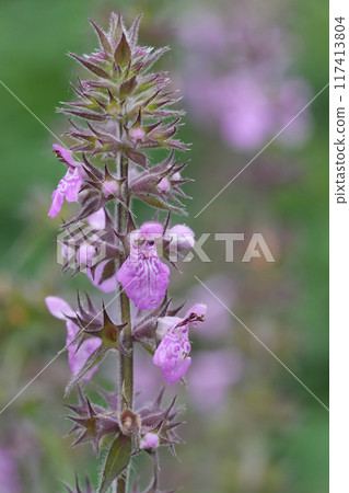 Vertical closeup on the light purple flowers of the European marsh hedgenettle wildflower, Stachys palustris 117413804