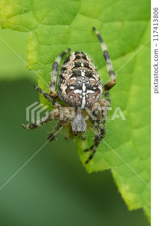 Closeup on an adult European diademor cross spider, Araneus diadematus sitting on a green leaf Closeup on an adult European diademor cross spider, Araneus diadematus sitting on a green leaf 117413806
