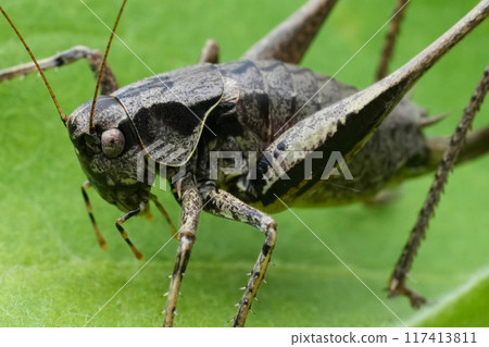 Closeup on a single black Euriopean dark bush-cricket, Pholidoptera griseoaptera, on a green leaf Closeup on a single black Euriopean dark bush-cricket, Pholidoptera griseoaptera, on a green leaf 117413811