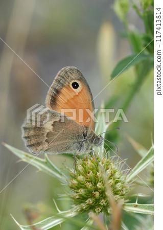 Vertical closeup on a European Small Heath butterfly, Coenonympha pamphilus on a green Eryngium campestre flower 117413814