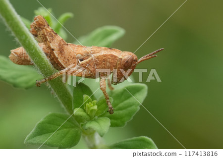 Closeup on a European common maquis grasshopper, Pezotettix giornae sitting in the vegetation Closeup on a European common maquis grasshopper, Pezotettix giornae sitting in the vegetation 117413816