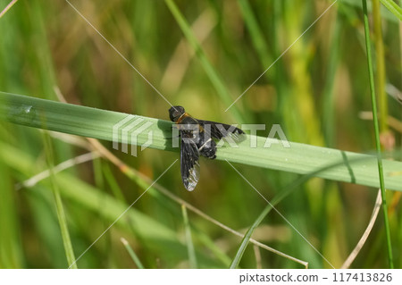 Closeup on a dark black colored humblefly, Hemipenthes velutina, on a straw of grass Closeup on a dark black colored humblefly, Hemipenthes velutina, on a straw of grass 117413826