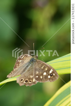 Vertical closeup on a BRown speckled wood butterfly, Pararge aegeria with spread wings on a bamboo leaf in the garden Vertical closeup on a BRown speckled wood butterfly, Pararge aegeria with spread wings on a bamboo leaf in the garden 117413831