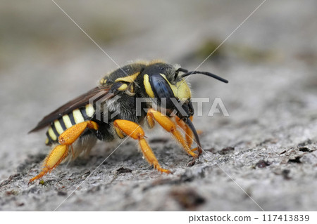 Detailed closeup on the colorful, rare and endangered interrupted resin-leafcutter, Trachusa integra in the Gard, France 117413839