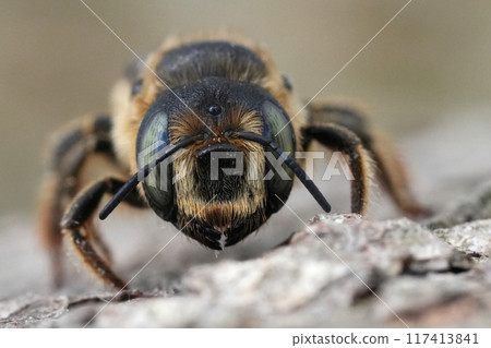 Closeup on a brown colored European horned woodborer, Lithurgus cornutus, sitting on wood in the Gard Closeup on a brown colored European horned woodborer, Lithurgus cornutus, sitting on wood in the Gard 117413841