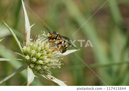 Closeup on the EUropean Grohmann's Yellow-Resin solitary Bee, Icteranthidium grohmanni on a green Field Eryngo wildflower in Gard, France Closeup on the EUropean Grohmann's Yellow-Resin solitary Bee, Icteranthidium grohmanni on a green Field Eryngo wildflower in Gard, France 117413844