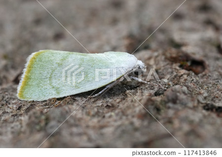 Detailed closeup on a small lightgreen European Nolidae moth, Earias vernana sitting on wood Detailed closeup on a small lightgreen European Nolidae moth, Earias vernana sitting on wood 117413846