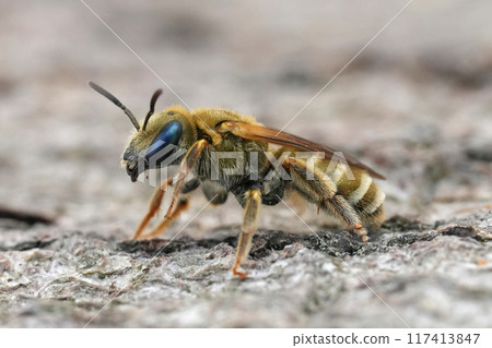 Closeup on a female European Golden end banded furrow bee, Halictus subauratus Closeup on a female European Golden end banded furrow bee, Halictus subauratus 117413847