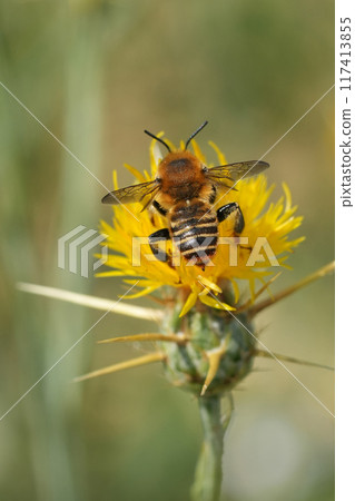Dorsal closeup on a male European golden-tailed woodborer, Lithurgus chrysurus on a yellow Centaurea solstitialis 117413855