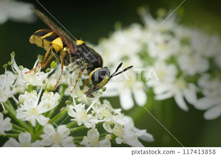 Closeup on the yellow striped European Banded General soldierfly, Stratiomys potamida on a white Heracleum sphondylium flower Closeup on the yellow striped European Banded General soldierfly, Stratiomys potamida on a white Heracleum sphondylium flower 117413858