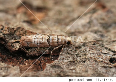Detailed closeup on a tiny small European cone tortricid moth, Blastesthia tessulatana from the Gard, France Detailed closeup on a tiny small European cone tortricid moth, Blastesthia tessulatana from the Gard, France 117413859