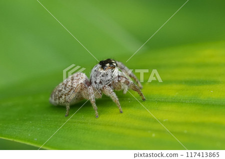 Closeup on a cute small European Mile End Jumping Spider, Macaroeris nidicolens in the garden Closeup on a cute small European Mile End Jumping Spider, Macaroeris nidicolens in the garden 117413865