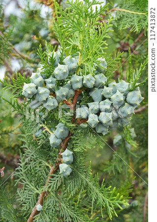 Closeup on the foliage and seed caps of an oriental coniferous tree, the Chinese or Orirental thuja , arborvitae, Platycladus orientalis 117413872