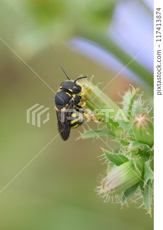 Closeup on a small blakc and yellow European rotund resin bee, Anthidiellum strigatum resting at the tip of vegetation Closeup on a small blakc and yellow European rotund resin bee, Anthidiellum strigatum resting at the tip of vegetation 117413874