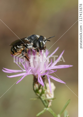 Vertical closeup on a female Mediterranean golden-tailed woodborer bee, Lithurgus chrysurus on a purple Centaurea paniculata wildflower Vertical closeup on a female Mediterranean golden-tailed woodborer bee, Lithurgus chrysurus on a purple Centaurea paniculata wildflower 117413878