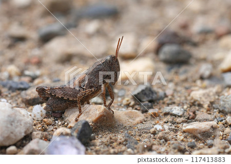 Closeup on a dark colored European common maquis grasshopper, Pezotettix giornae sitting on the ground 117413883