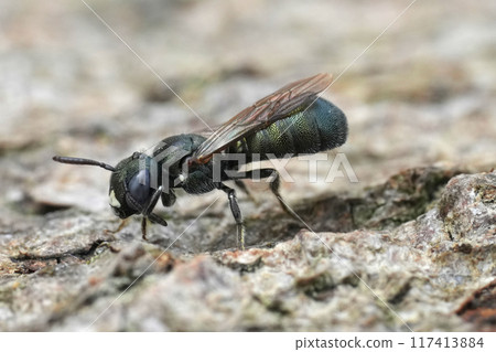 Detailed closeup on a green metallic colored Little Blue Carpenter Bee, Ceratina cyanea cleaning it's antenna Detailed closeup on a green metallic colored Little Blue Carpenter Bee, Ceratina cyanea cleaning it's antenna 117413884